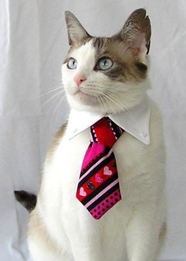 pets' ties