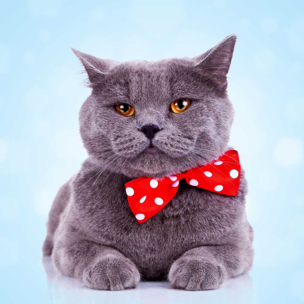 pets' bowties factory