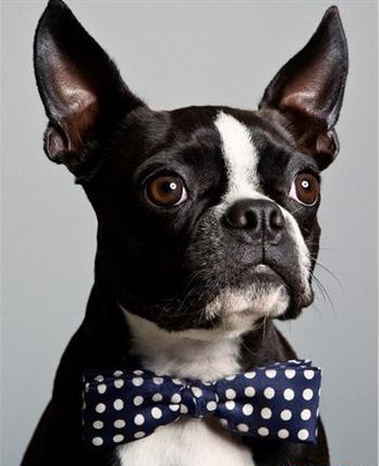 The pets' bowties-New styles from Xiuhe bowtie factory